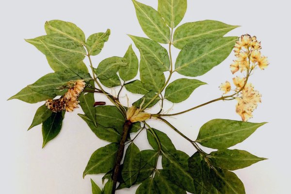 UP Herbarium gains international code and joins a network of more than 3,500 herbaria worldwide