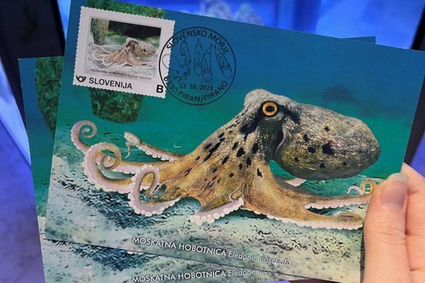 A musky octopus adorns the stamp and postcard of the Piran Aquarium